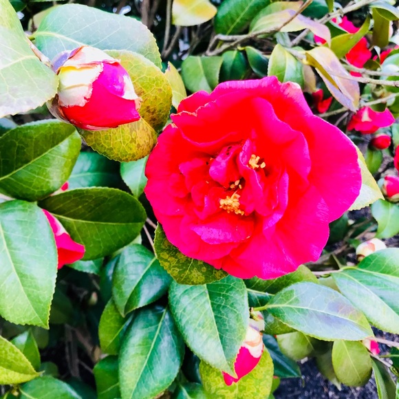 Meet your Posher, Ann - Picture 1 of 1